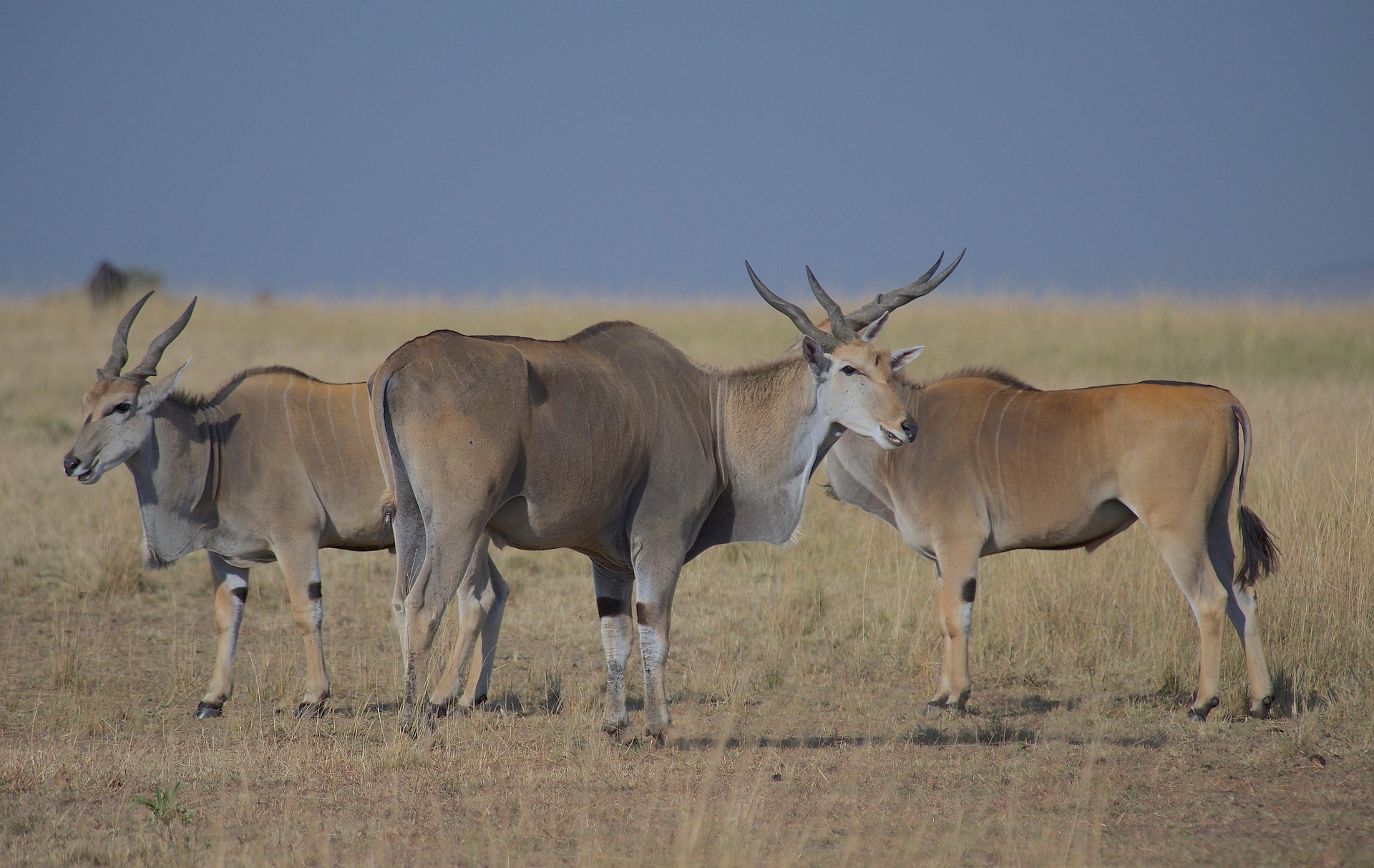 Eland