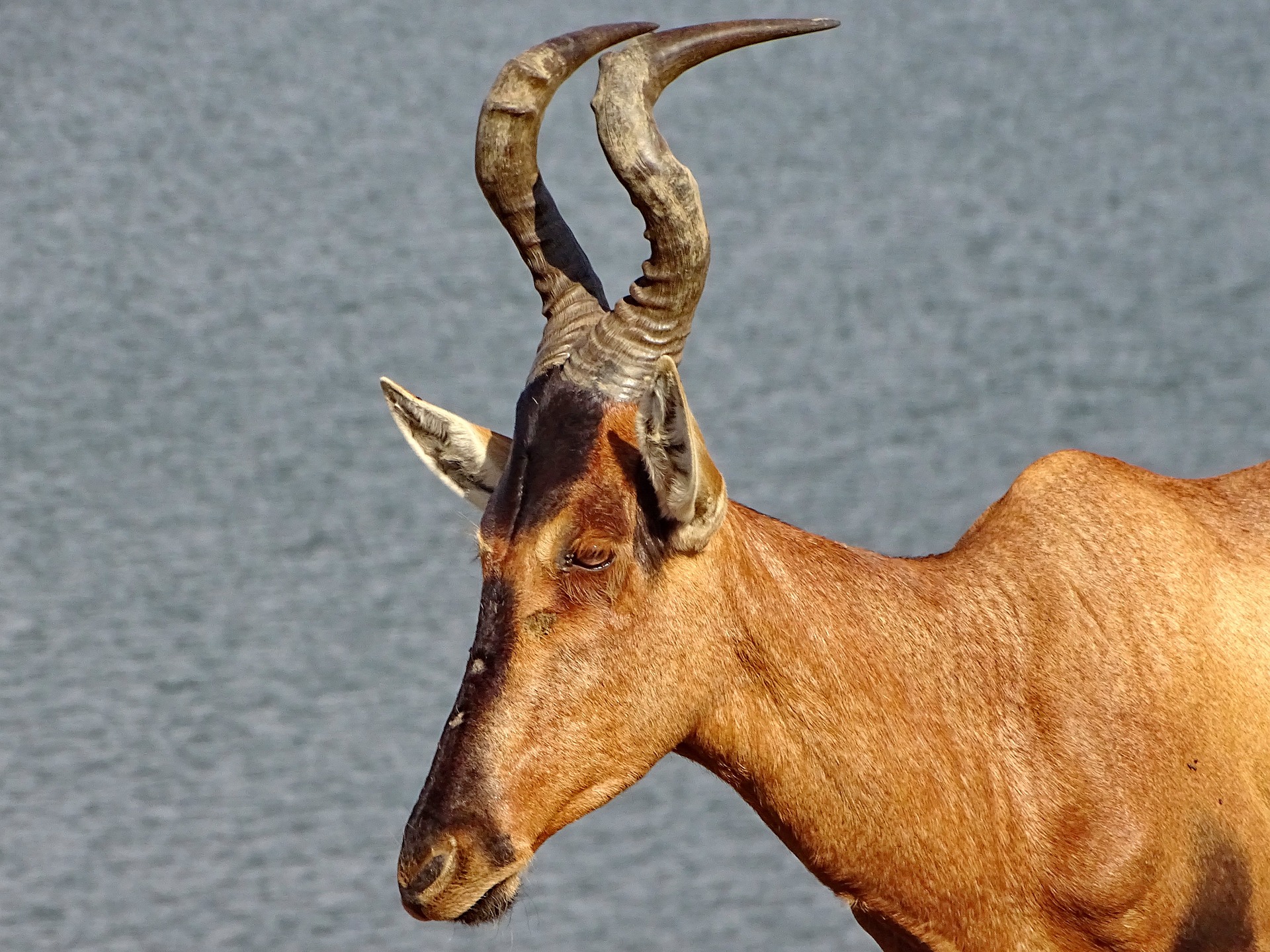 Hartebeest