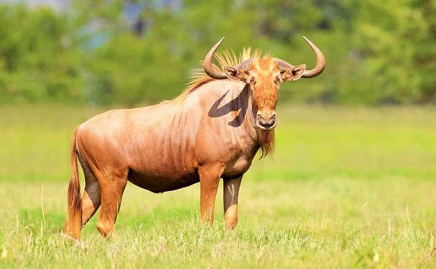 Wildebeest